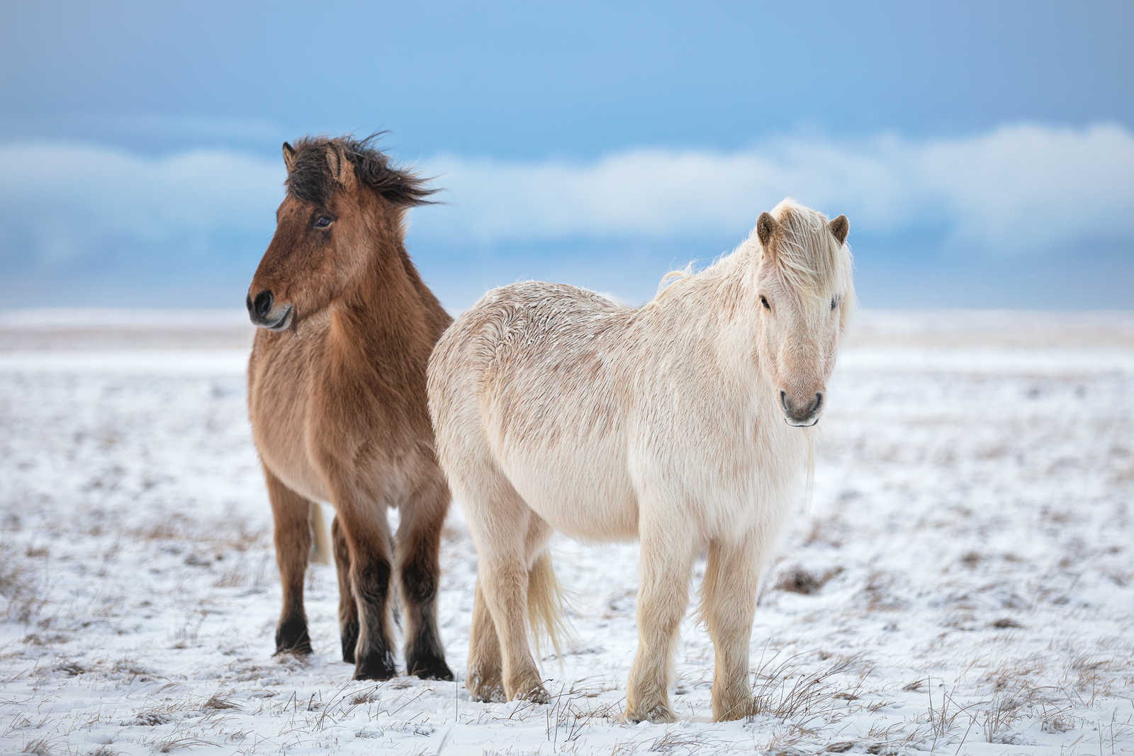 Chevaux islandais en hiver © Fegari