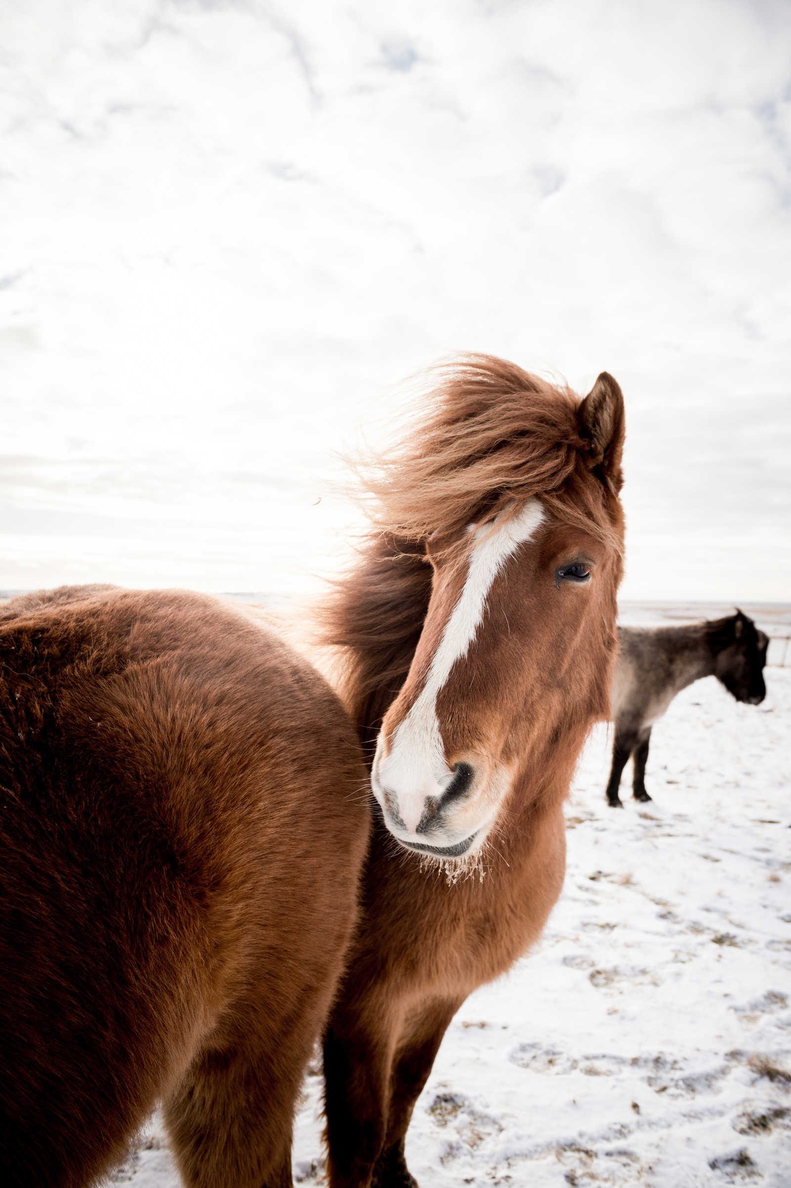 Chevaux islandais © Frayssinet Lucas