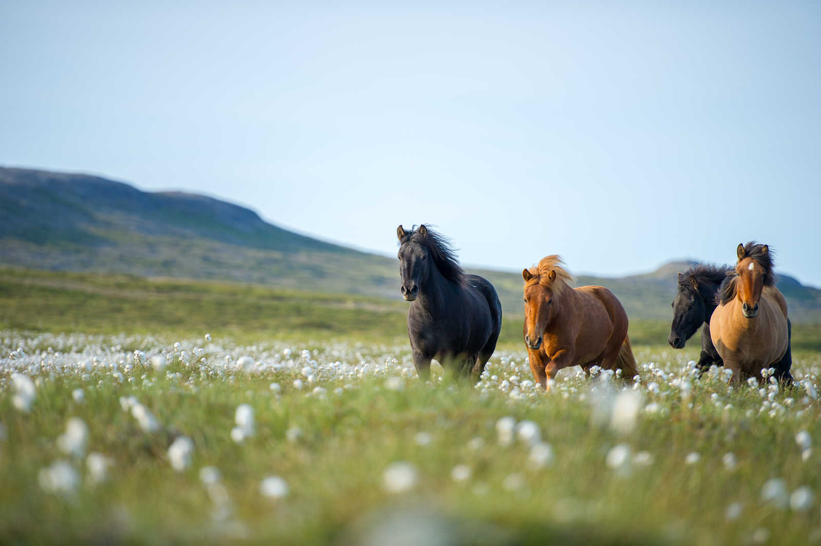 Chevaux islandais © Kielaitis Julius