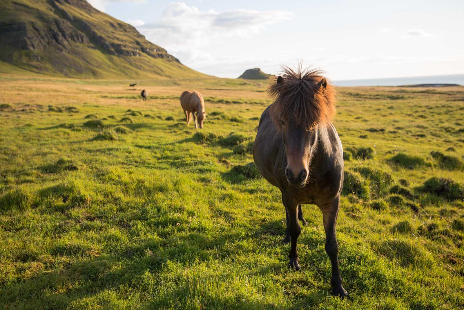 Chevaux islandais l'été © Zhou Zhifei