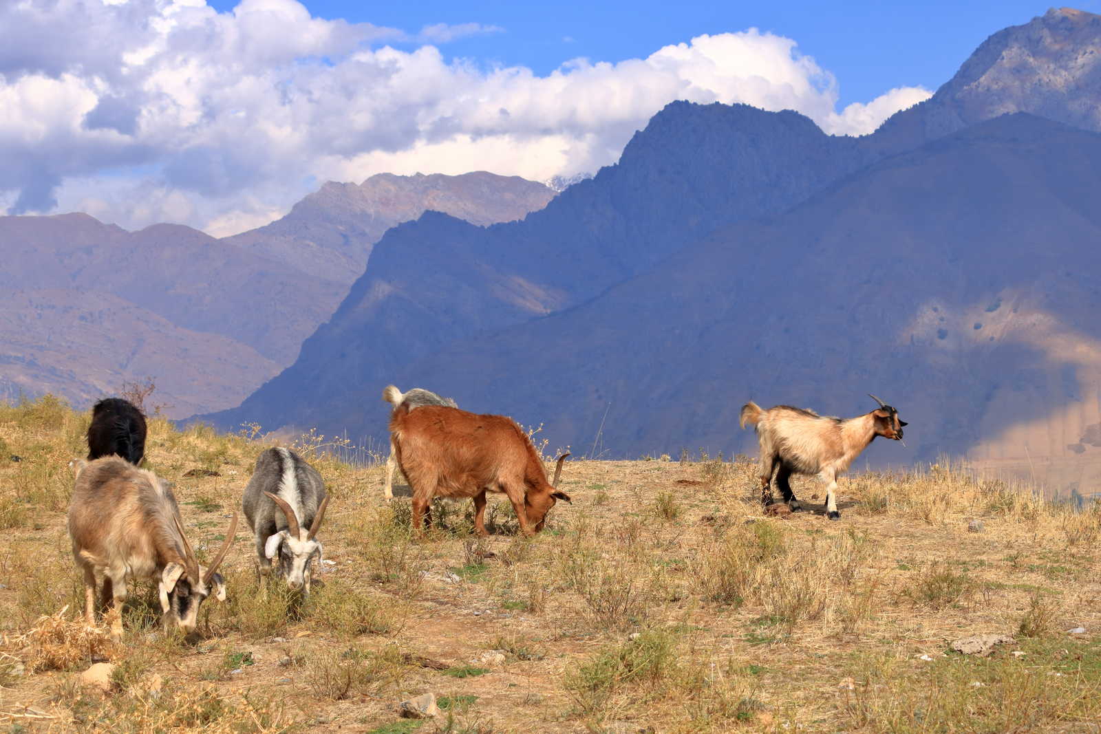chevre en altitude en Ouzbékistan © Dinamoland