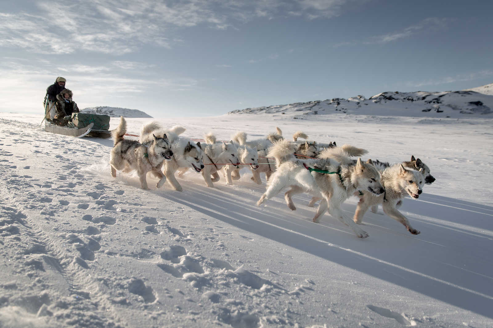 Chien de traîneau au Groenland l'hiver © Visit Greenland