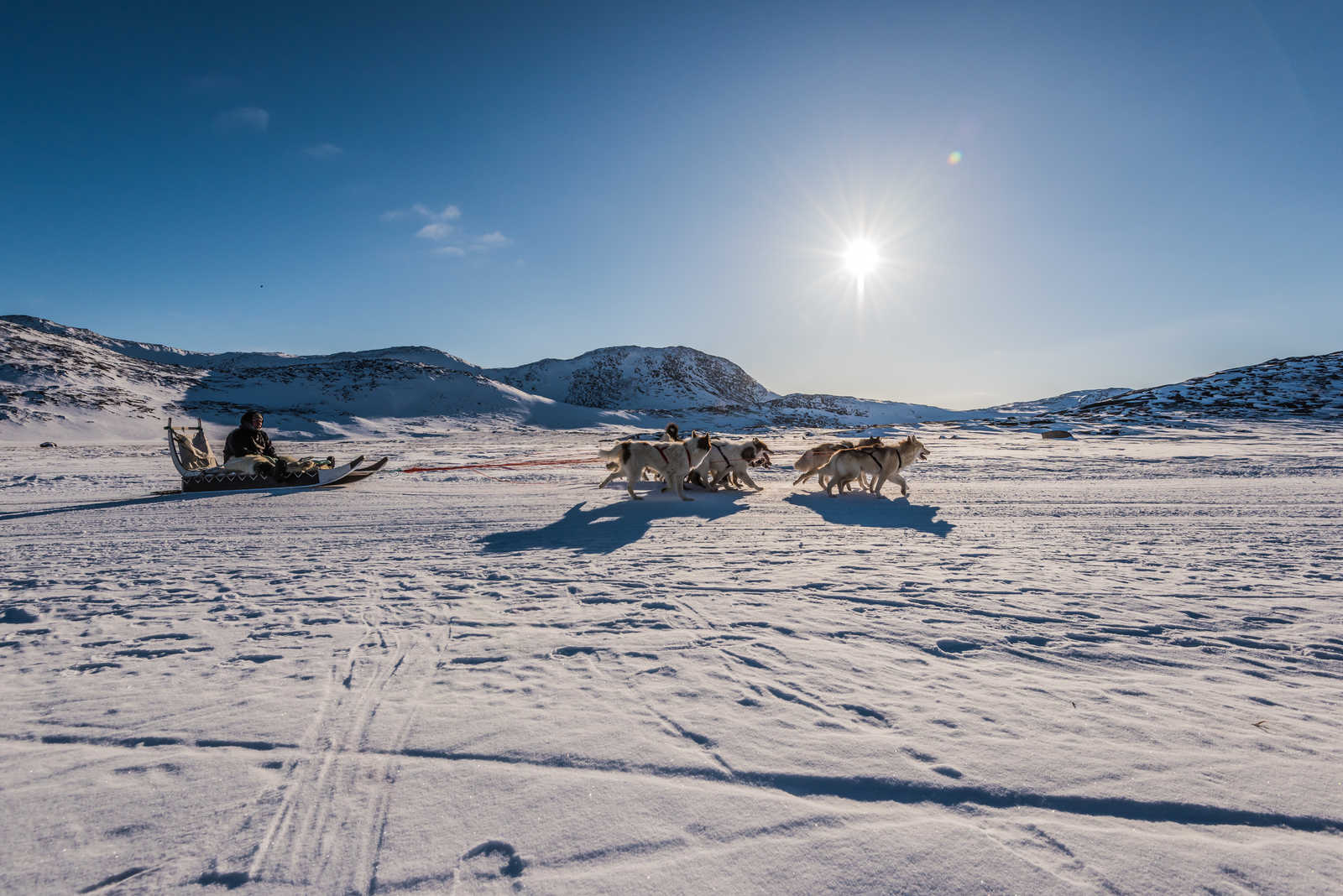Chien de traineau Inuit Groenland © Julien Million