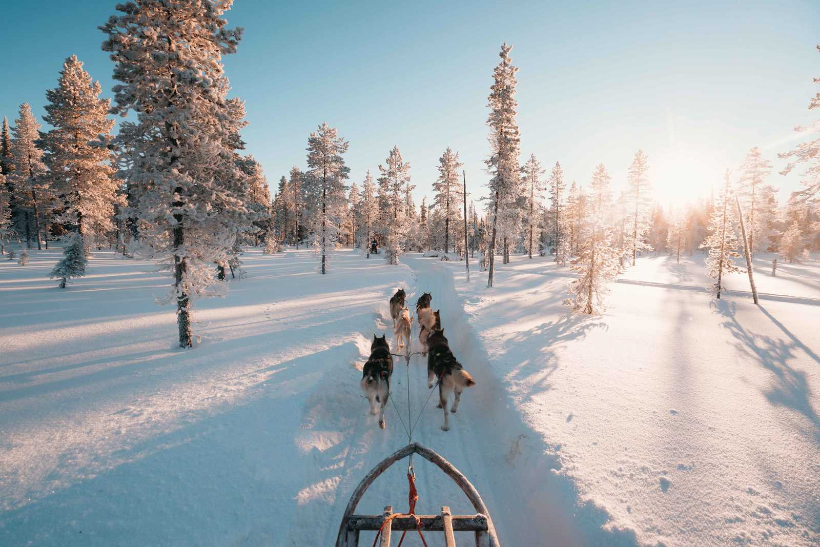 Chien de traineau pour vacances en Laponie en hiver © Visit Finland