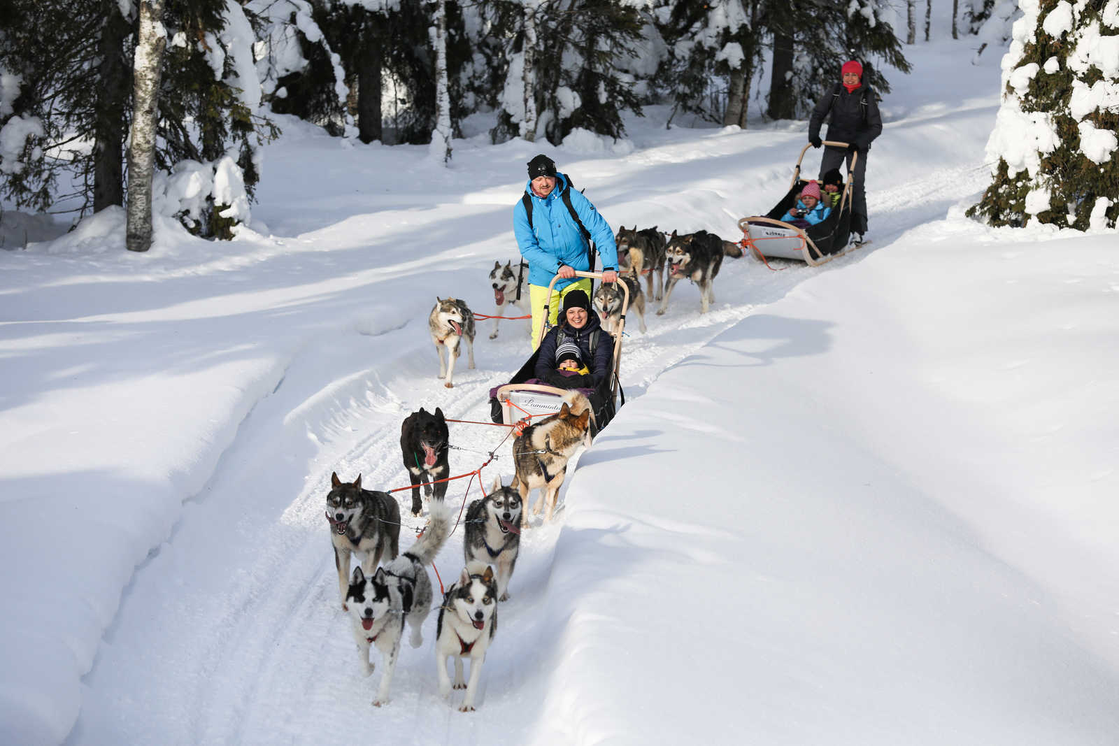 Chiens de traineau en famille en Laponie © Visit Finland