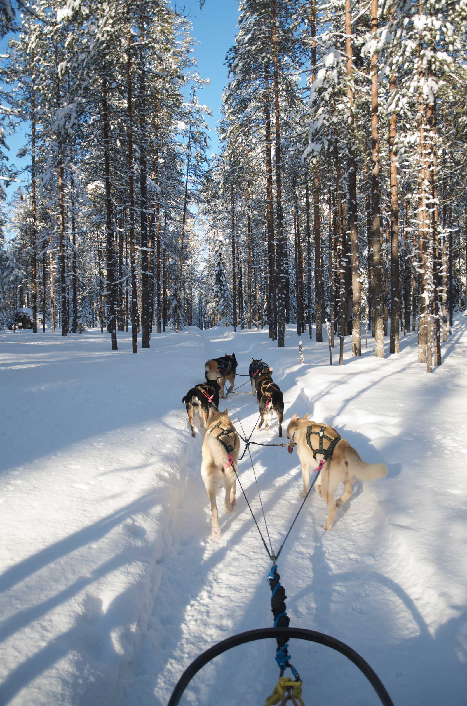 Chiens de traineau Finlande Hossa © Banhegyi Titouan