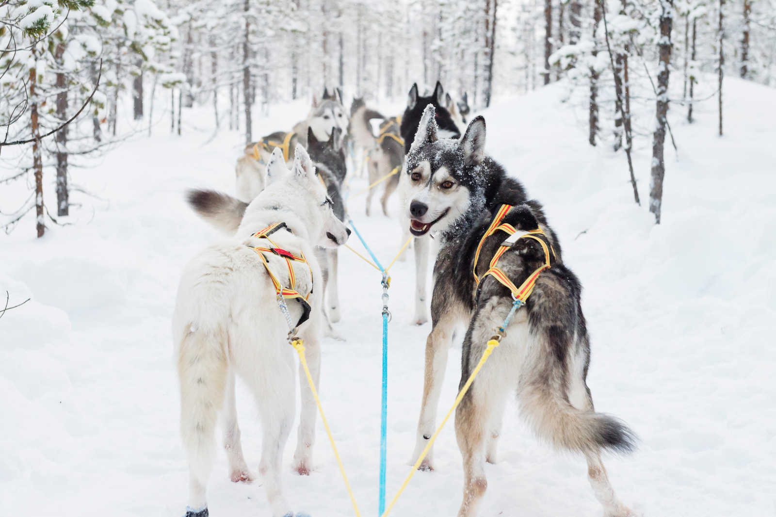 Chiens de traineaux en Laponie suédoise © Öhlund Anna