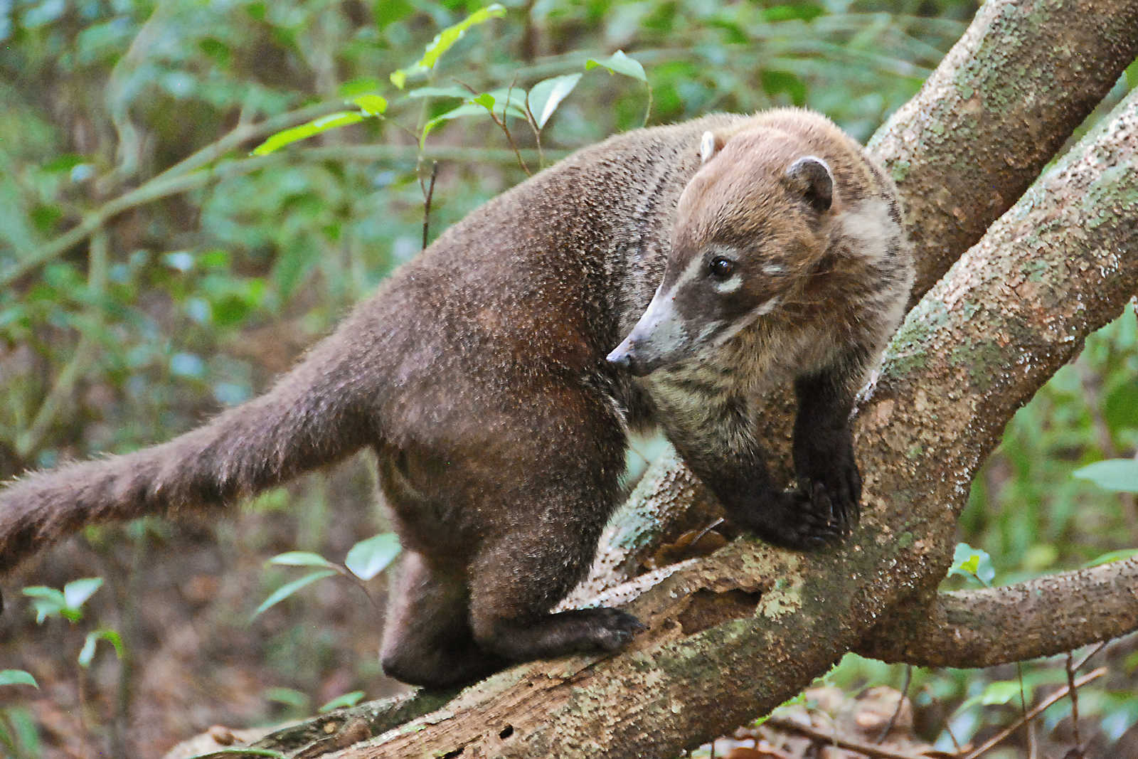 Coati Guatemala © Coston Jean-Pierre