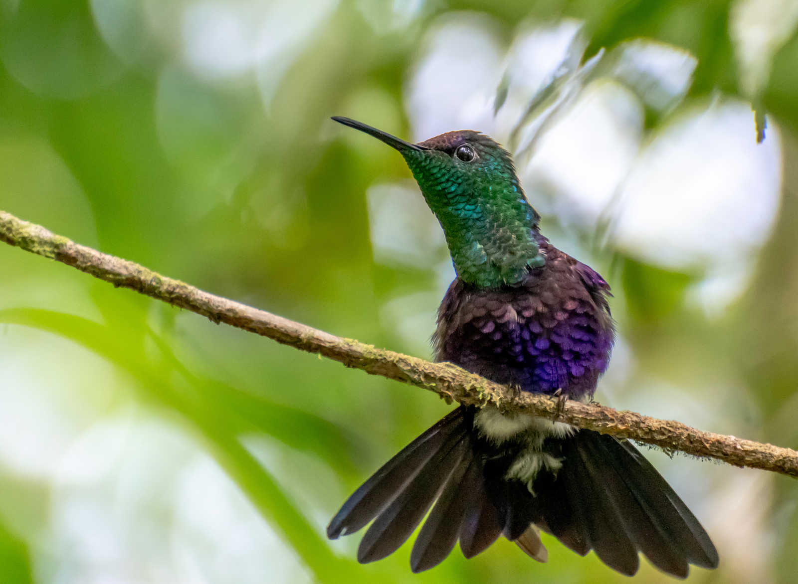 Colibri sur une branche © Manuel