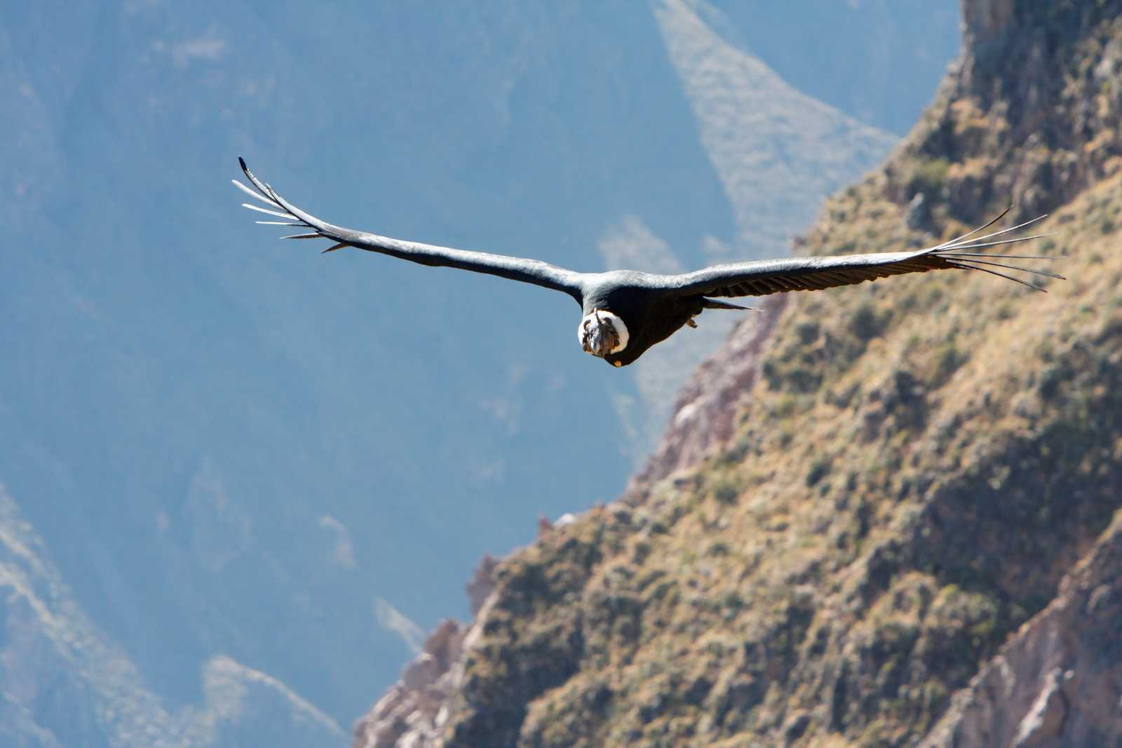 condor © G. ROHART