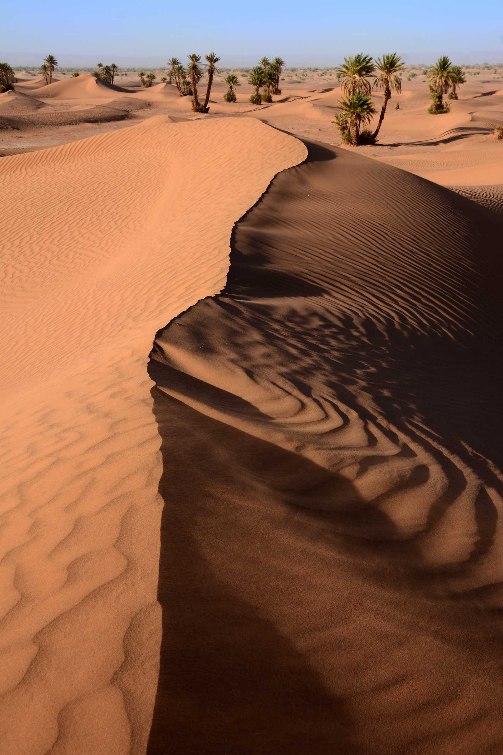 Crête de dune effilée, Maroc © Carisse Nora