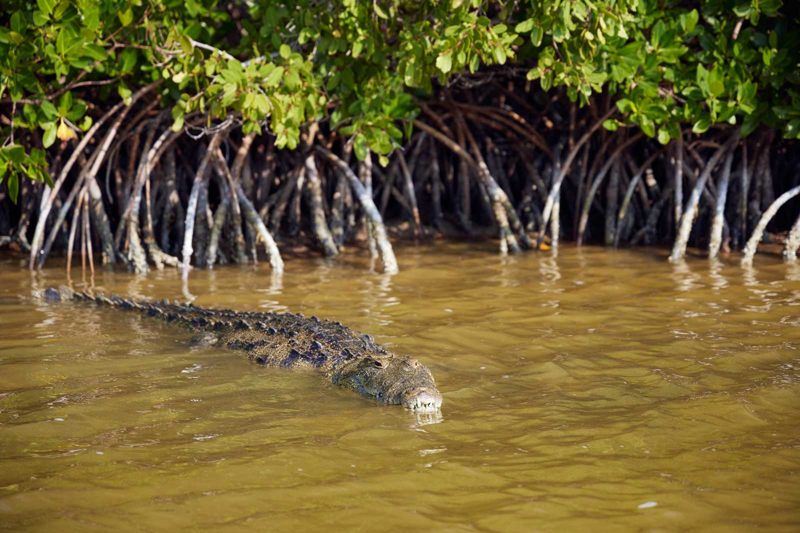 Crocodile dans le Rio Lagartos, réserve du Mexique © Salty|Snow Photography