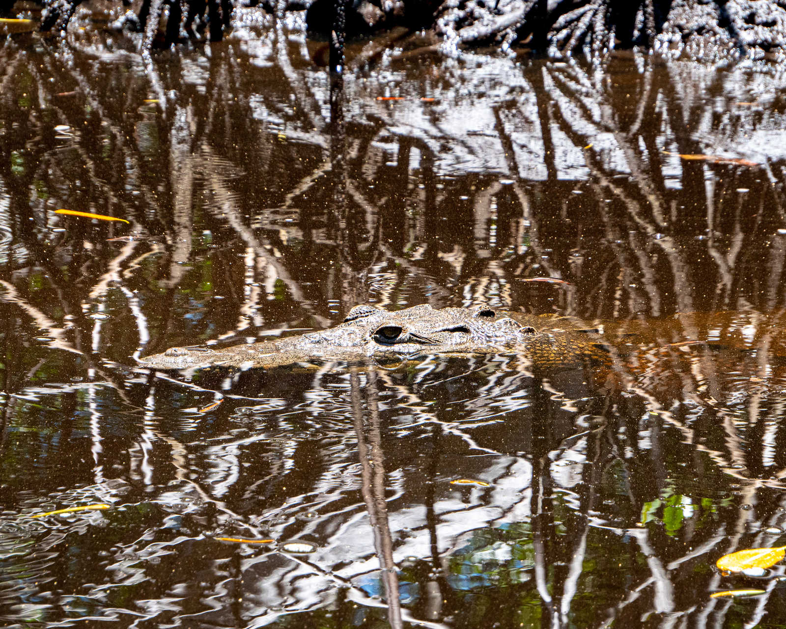 crocodile-mangrove-el-salvador © H-Media