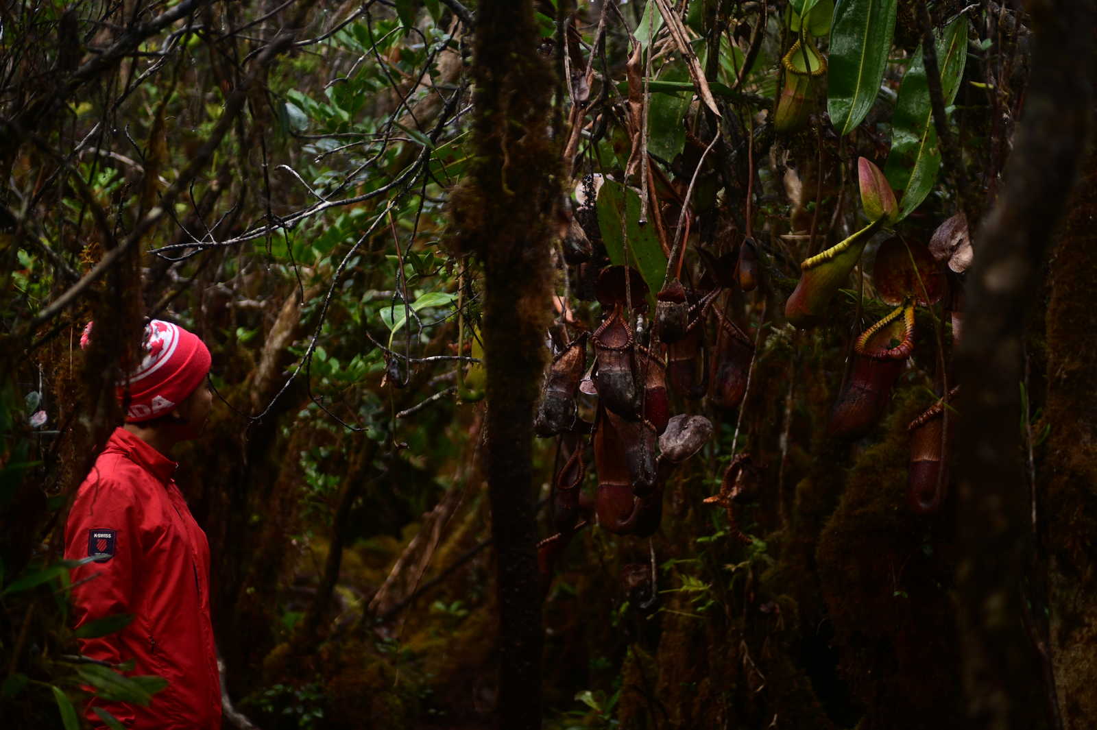 Dans la jungle en Malaisie © Longeau Lionel
