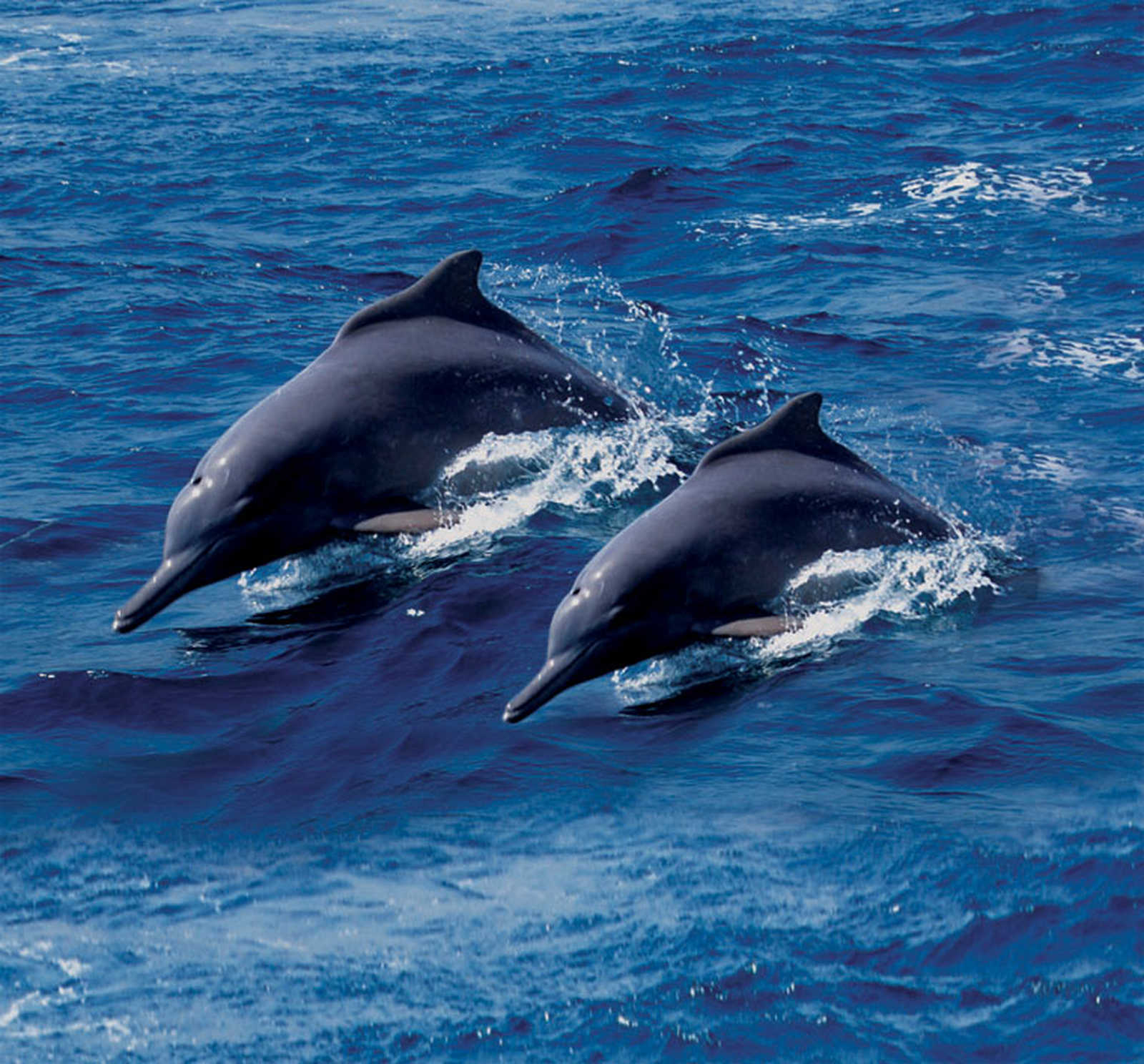 Dauphins bondissant, Oman © SVALBARD NATURE