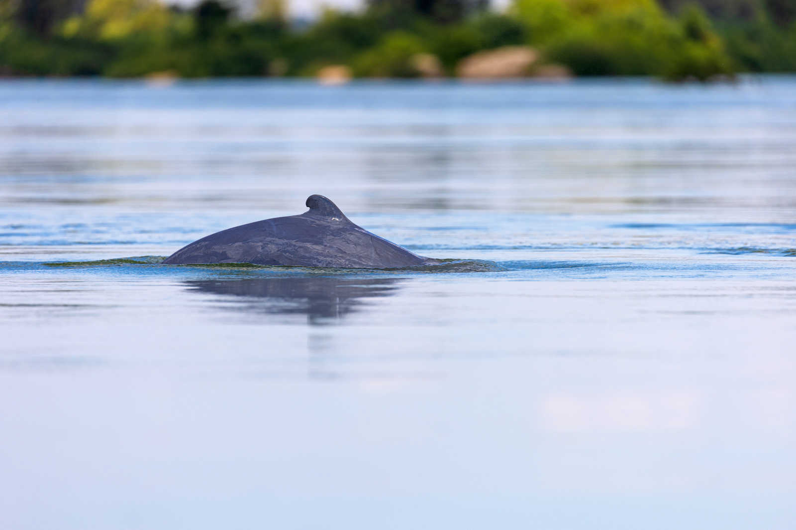 Dauphins d'eau douce à Kratie © Atlantis