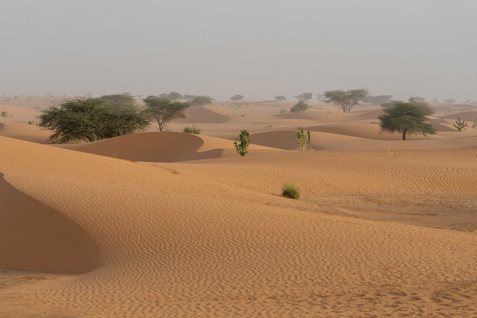 désert du Sahara en  Mauritanie © Rohart Grégory