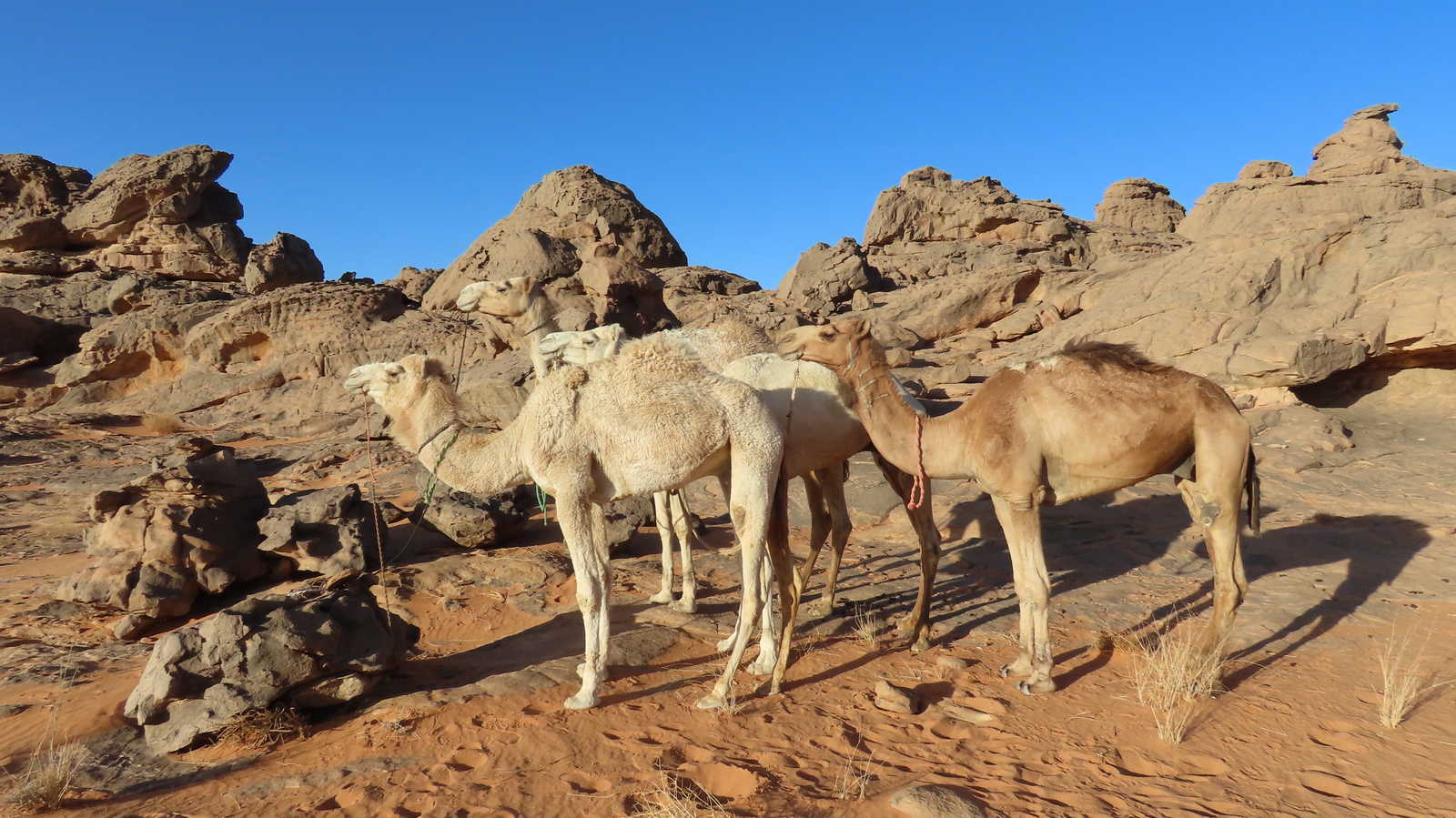 Dromadaires à Essendilène, en Algérie © Grally Florian