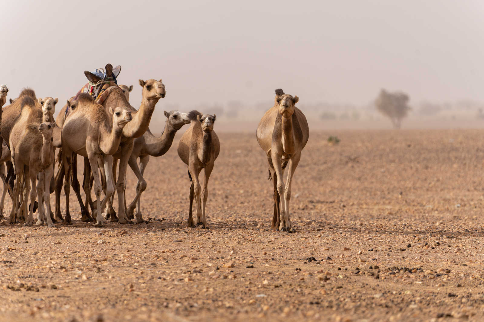 dromadaires dans le Sahara en Mauritanie © Rohart Grégory