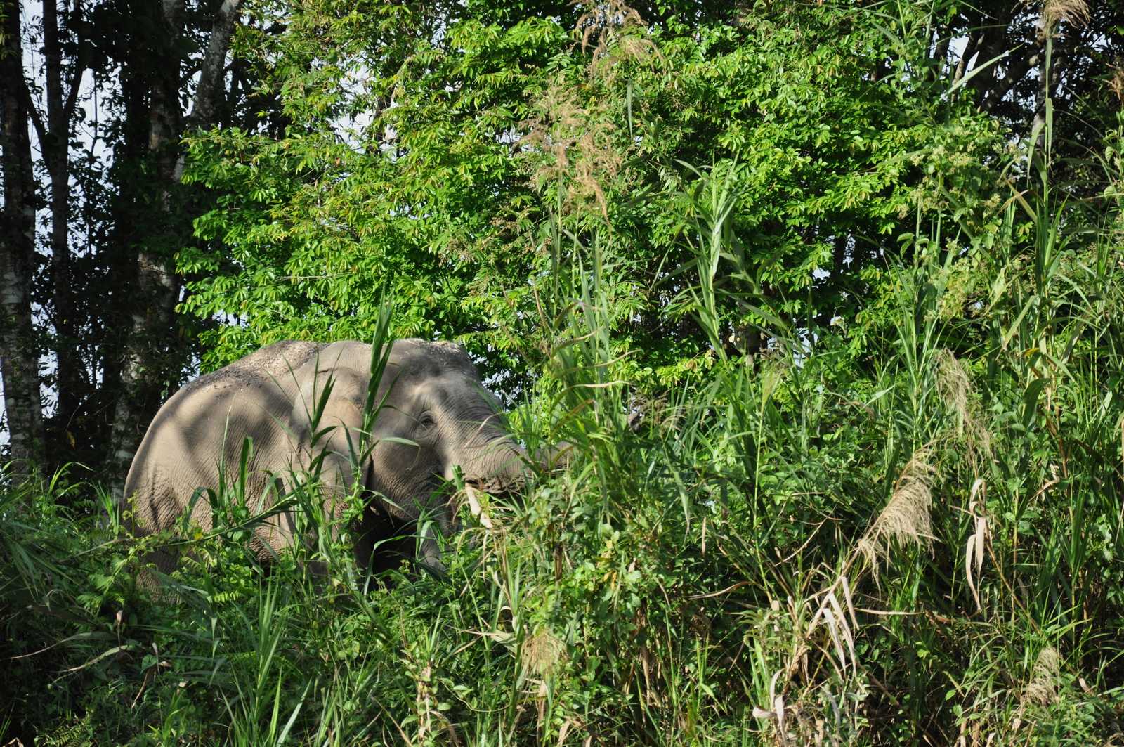 Elephant à Ulumudah © Longeau Lionel