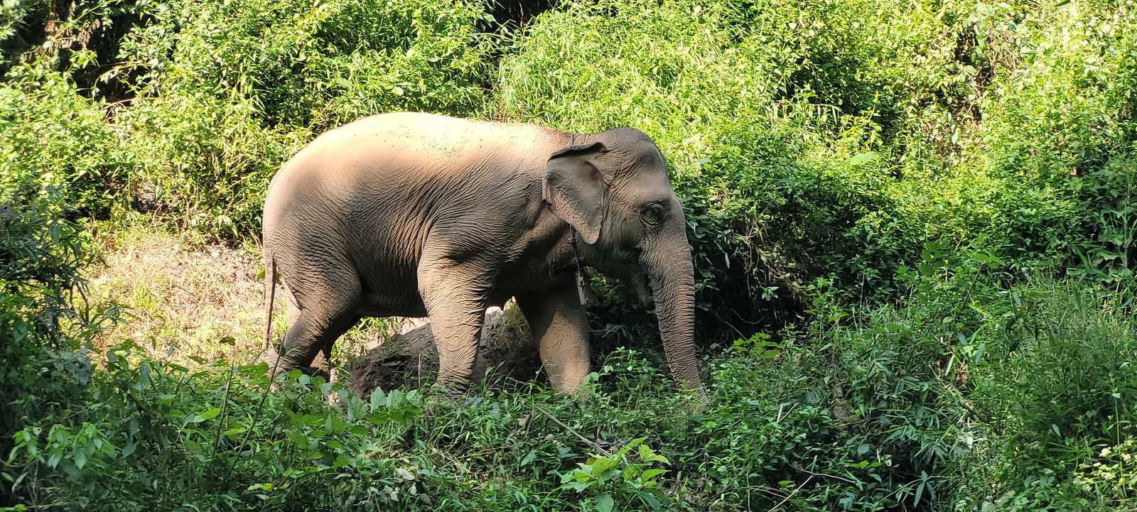 Éléphant du Mekong elephant park, l'association de Pak Bang au Laos © Bion Camille