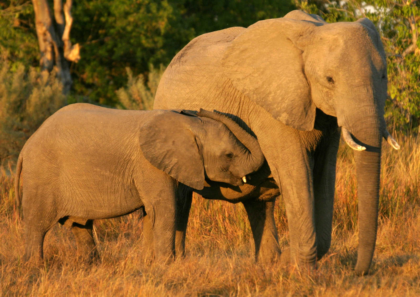 Image Aventure et safari au Botswana