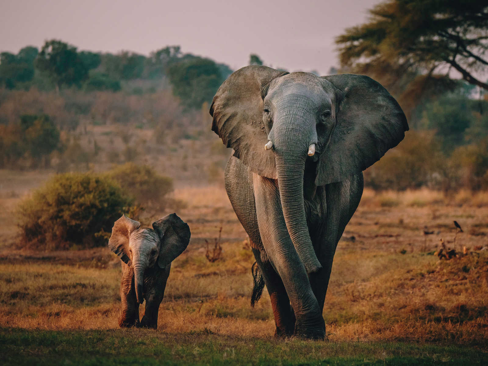 Éléphanteau avec sa maman au Botswana © Michael