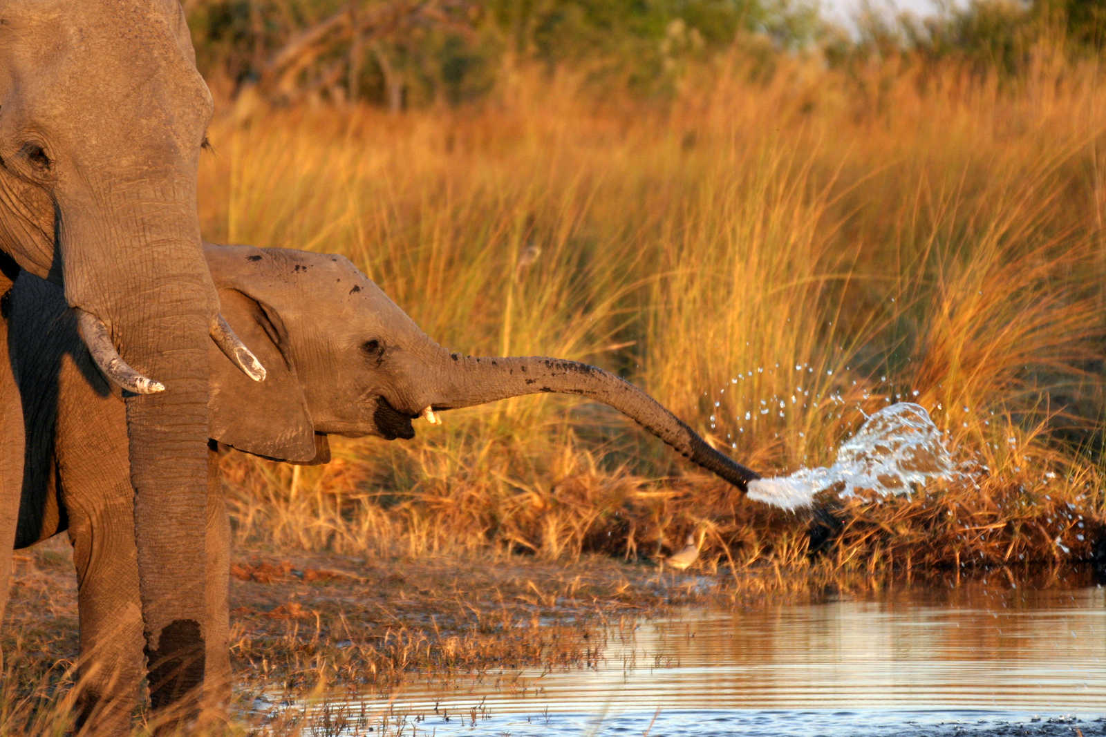 Image Pur safari au Botswana en version confort