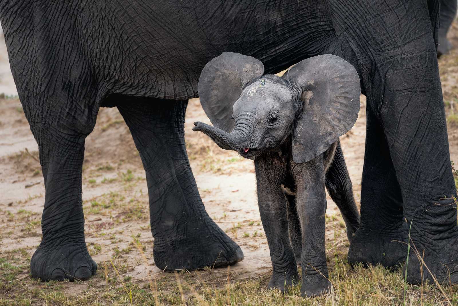 Eléphanteau dans une réserve naturelle en Tanzanie © Hu Chen