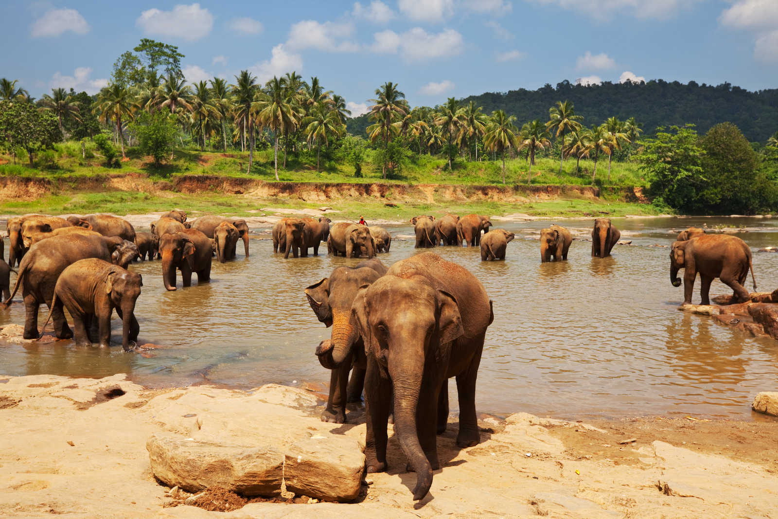 Eléphants au Sri Lanka © Andrushko Galyna