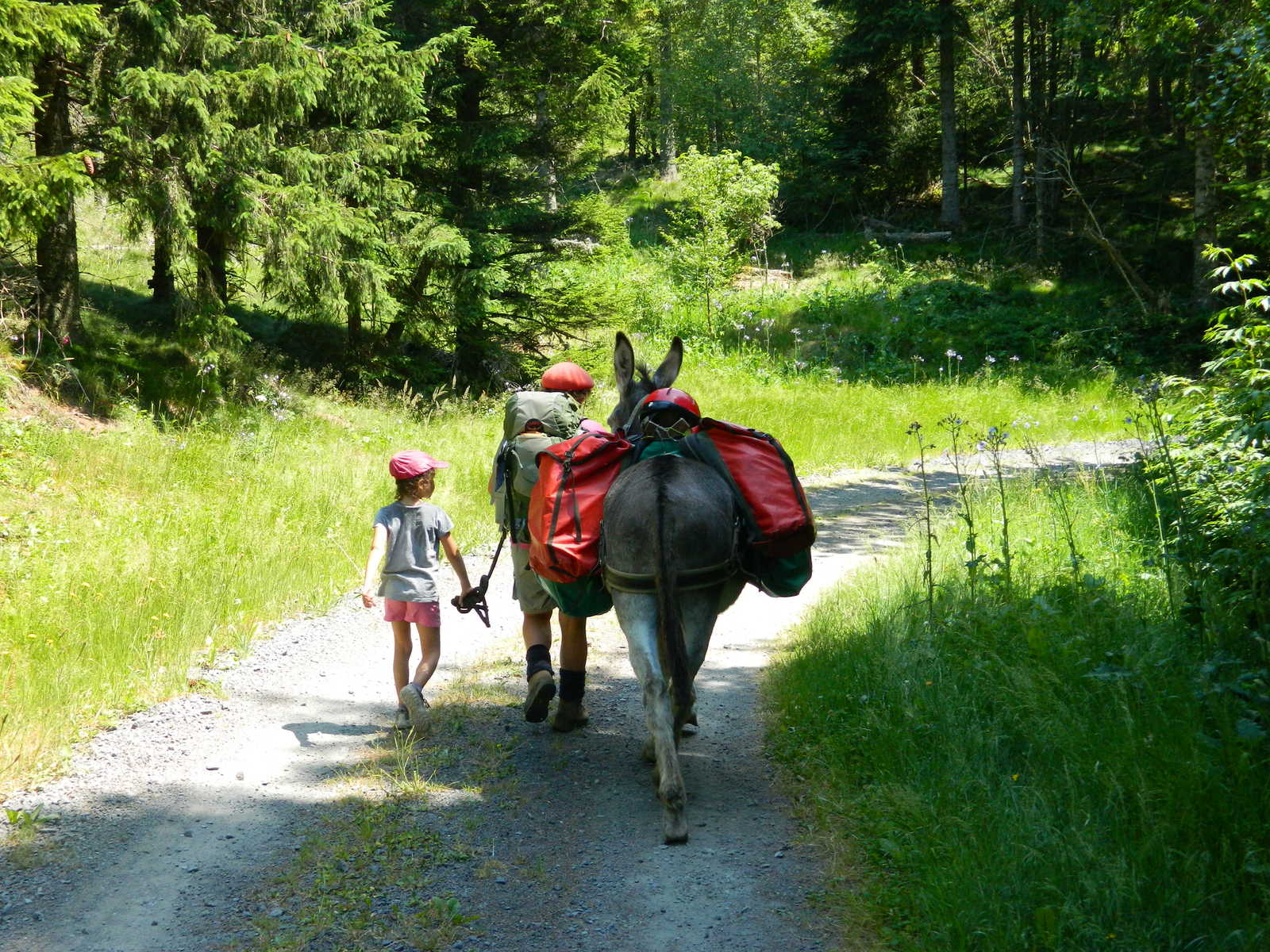 Image Sur la piste des Volcans d'Auvergne avec des ânes