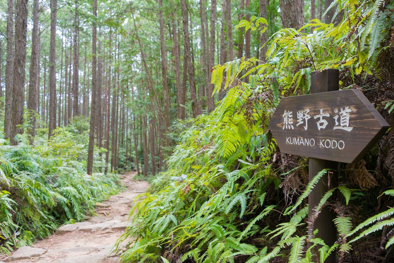 Entre Fushiogami-oji et Kumano Hongu Taisha sur Kumano Kodo à Tanabe, Wakayama © Beibaoke