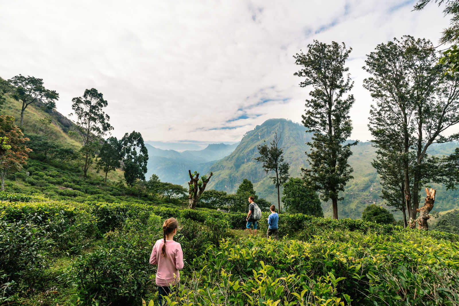 Famille dans une plantation de thé au Sri Lanka © Blueorange Studio