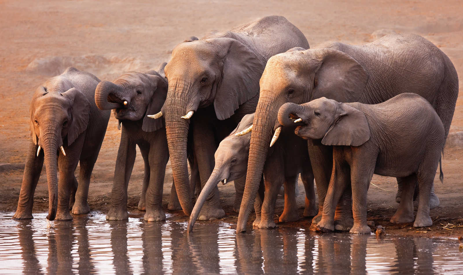 Famille d'éléphants au point d'eau © Johan Swanepoel