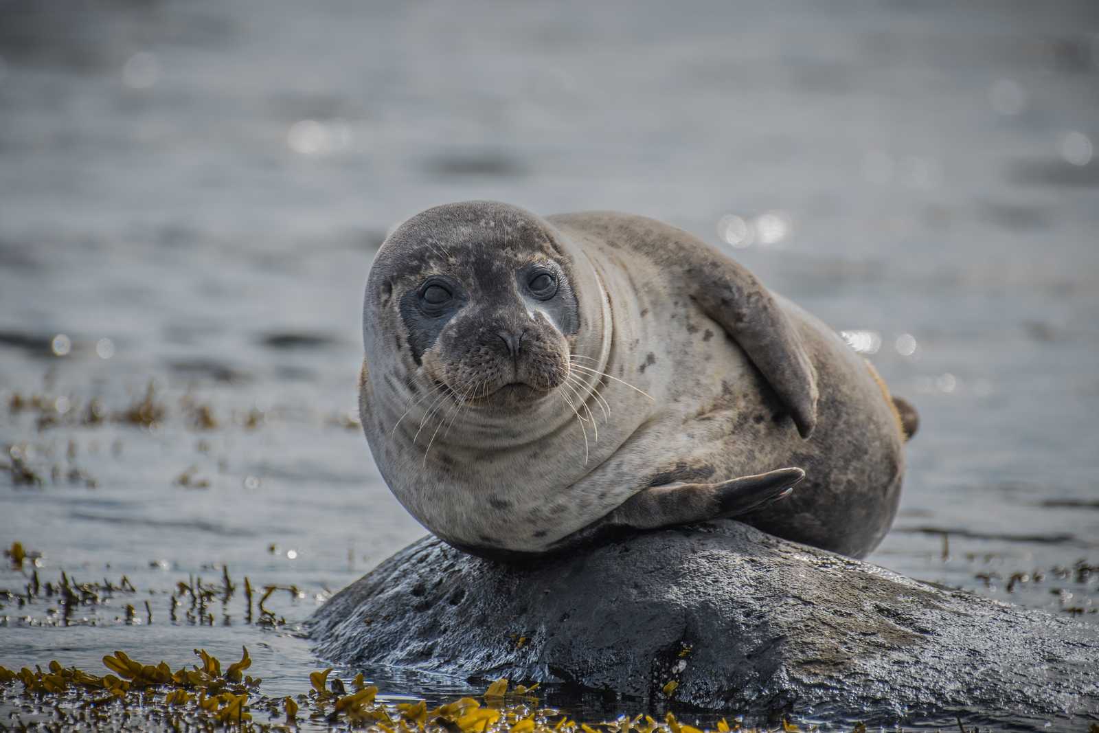 Faune sauvage d'Islande © Mauerhof Pascal