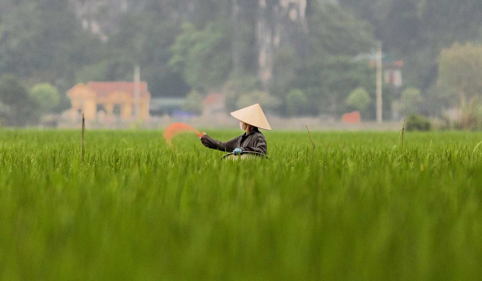 femme vietnamienne qui travaille dans une rizière au Vietnam © Autran Olivier