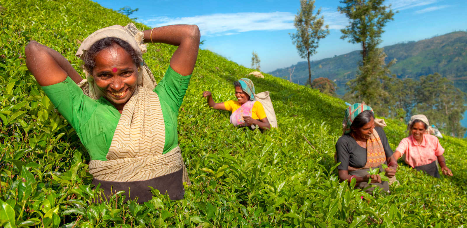 Femmes dans les plantations de Thé © Rawpixel.com