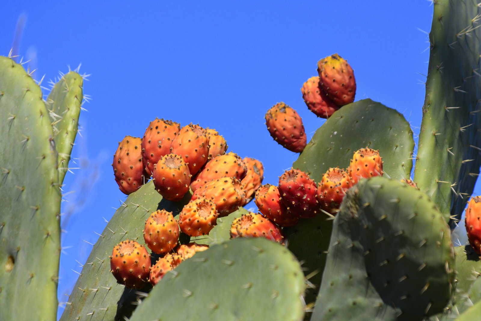 Figues de barbarie en Sicile © Albin Marciniak