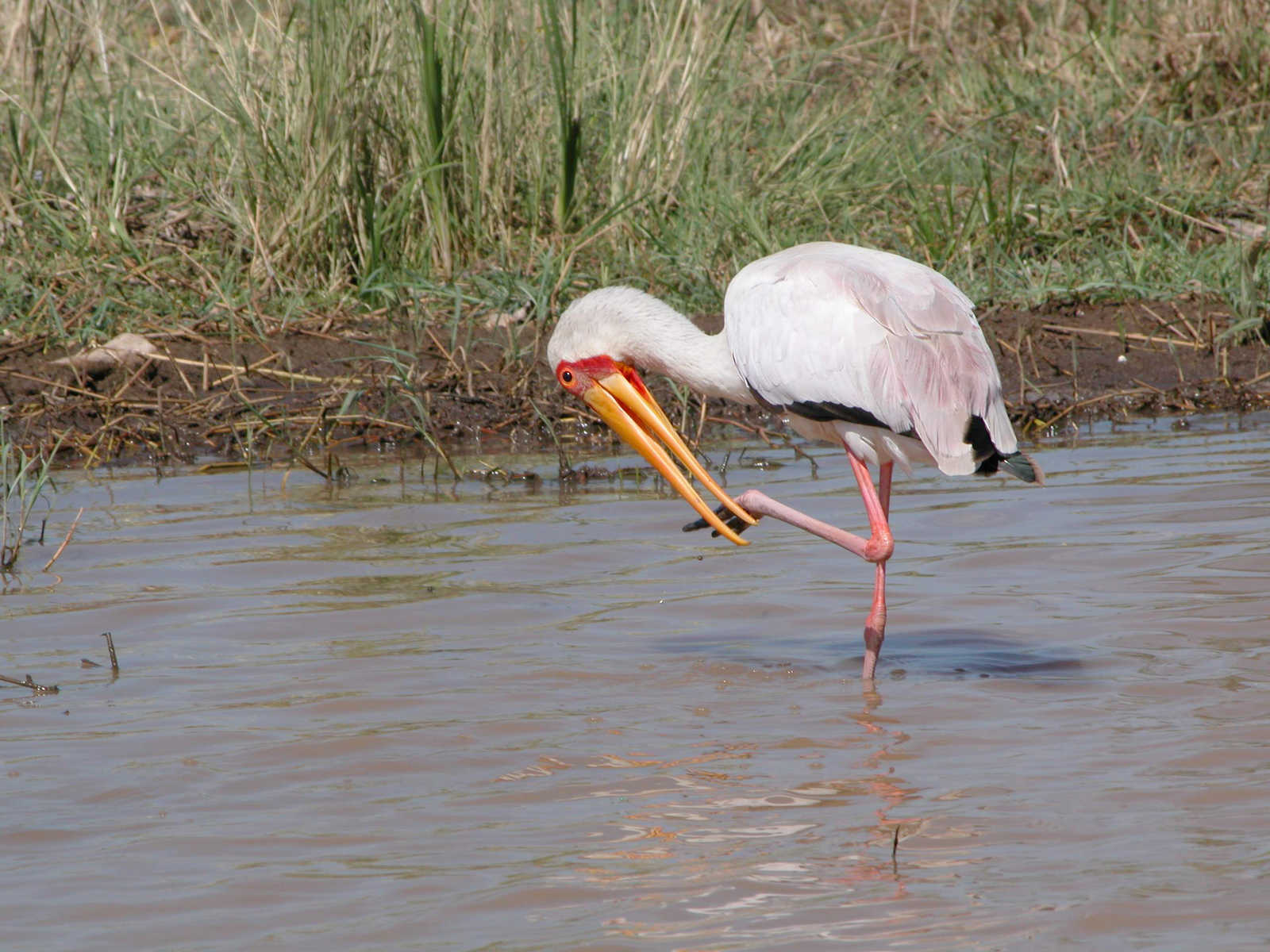 Flamants Rose dans le parc national du Sine Saloum au Sénégal © J.L. GUENOT