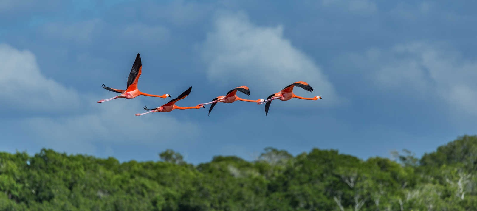 flamants roses dans la réserve biologique de Rio Lagartos dans le Yucatan au Mexique © Marcin
