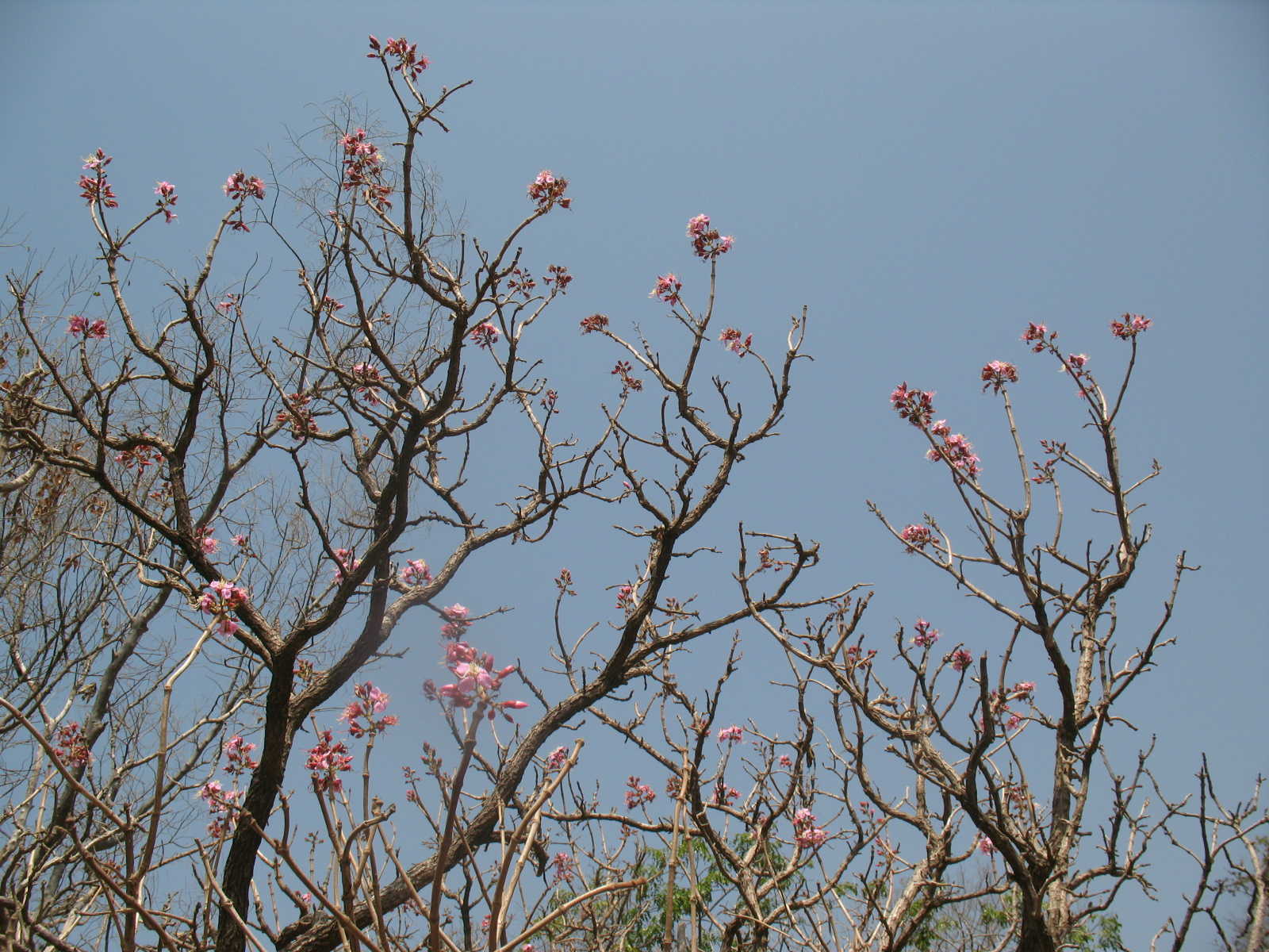 Fleurs sauvages du Fouta Djallon © Fouta Trekking