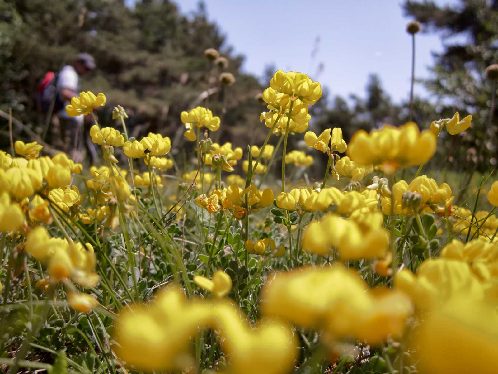 Fleurs sur le plateau causse du Larzac © XDR