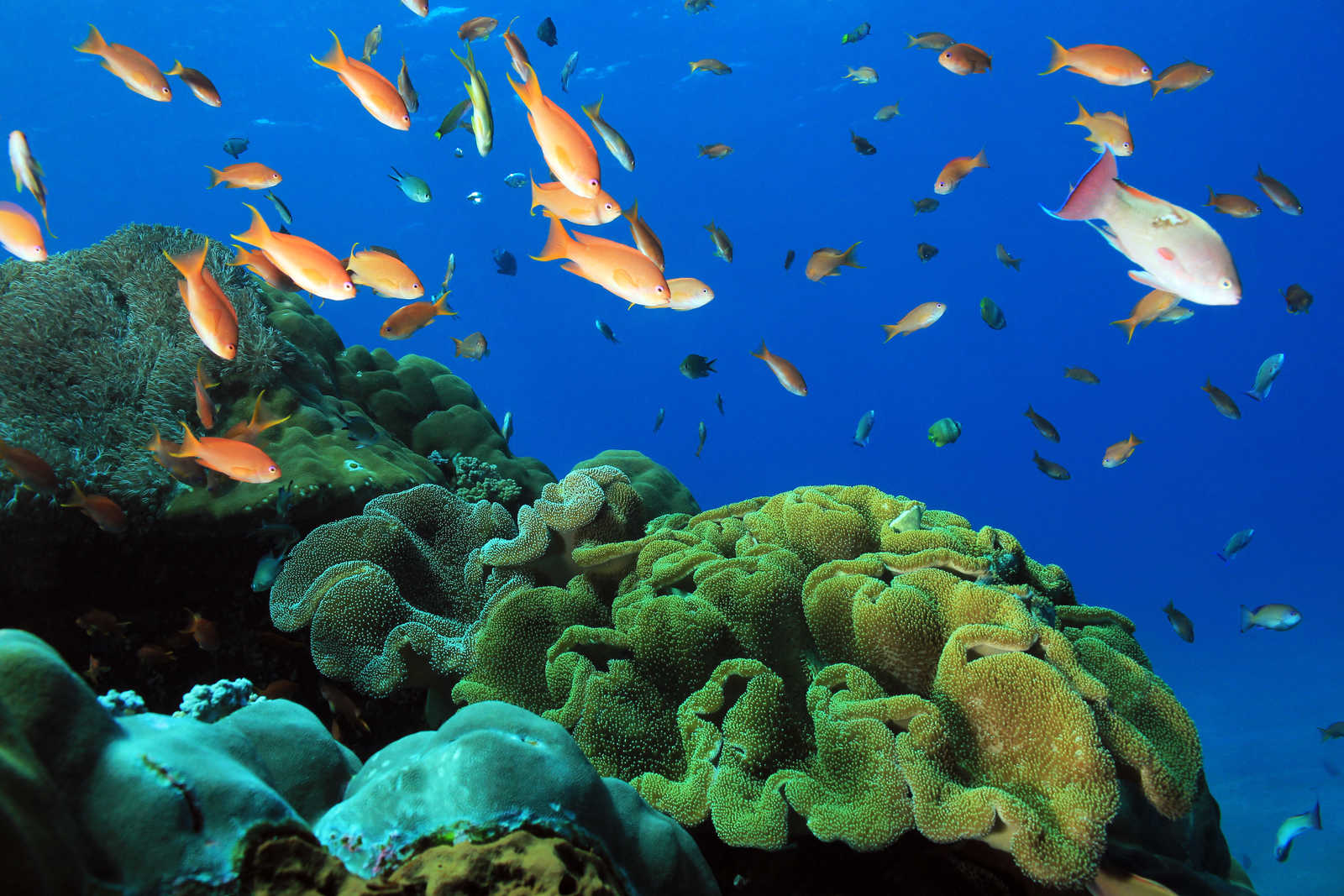 Fonds Marins de Nusa Penida © Daniel Lamborn
