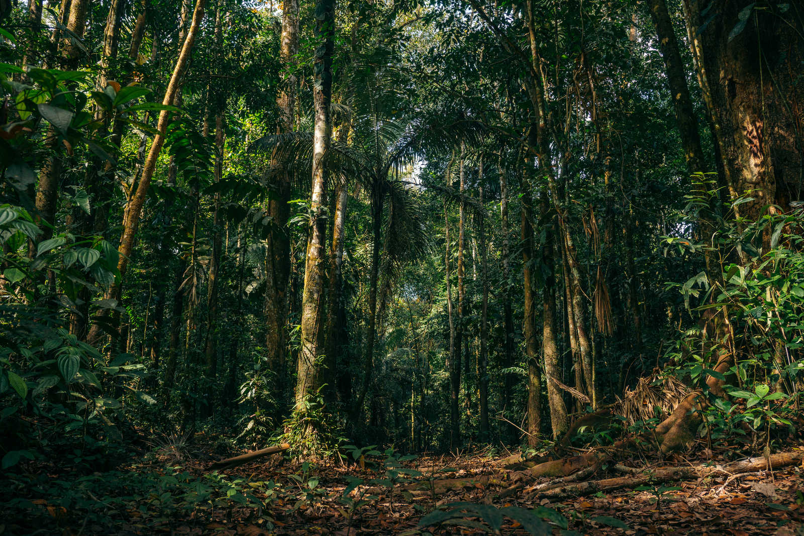 Forêt amazonienne © Cavan