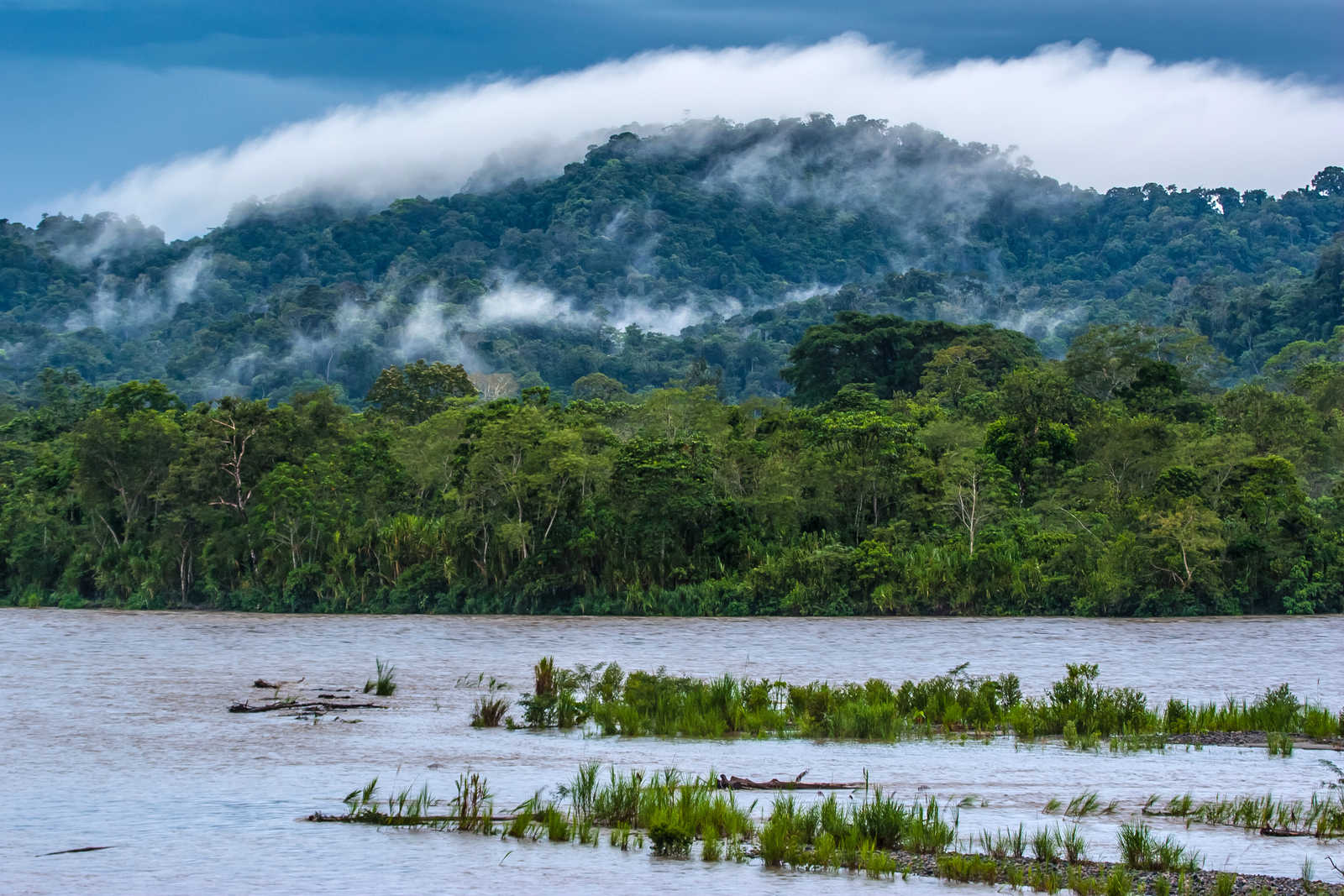 Forêt amazonienne en Equateur © Grispb
