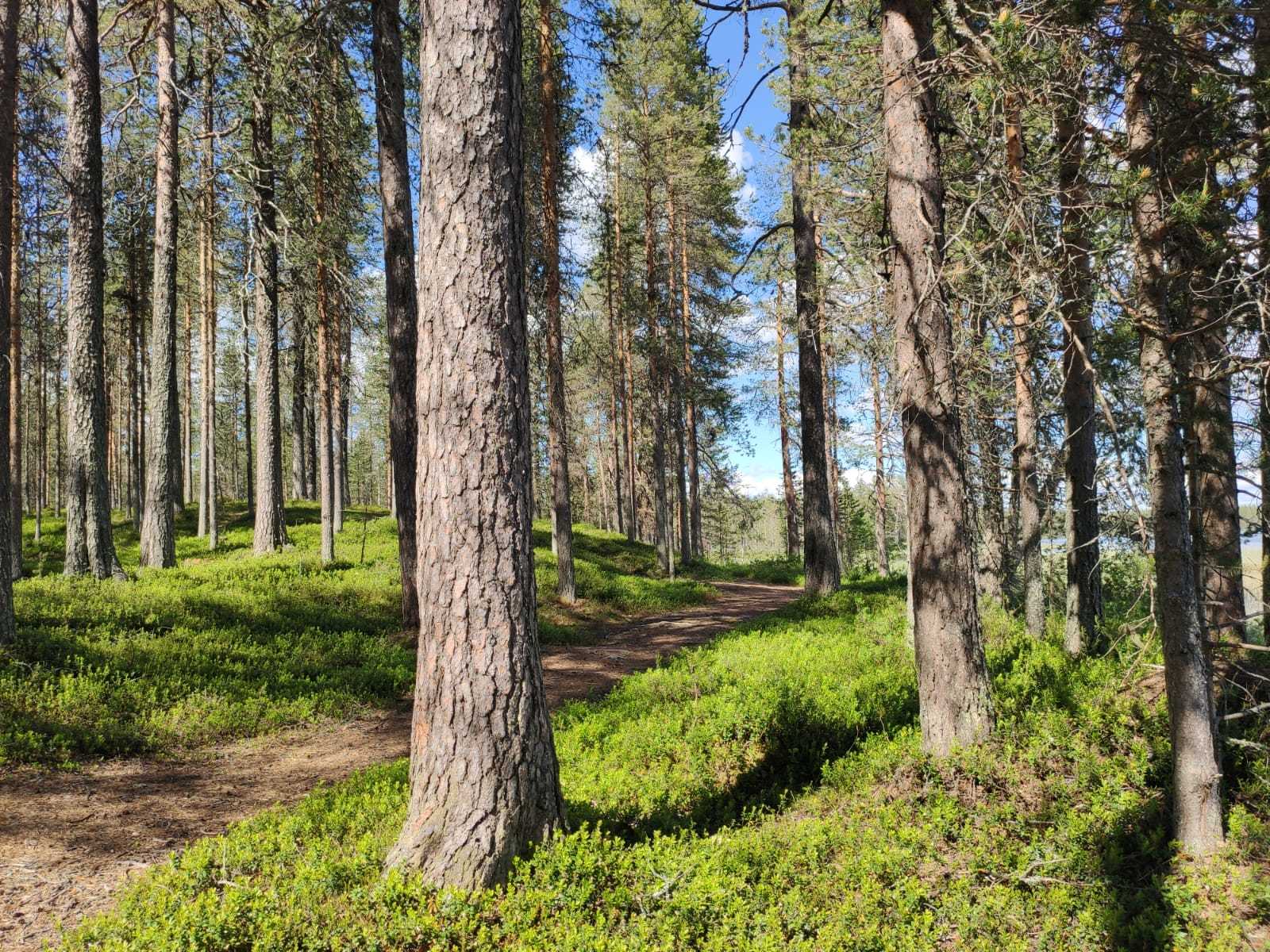 Forêt de pins en Finlande © Pinon Marion