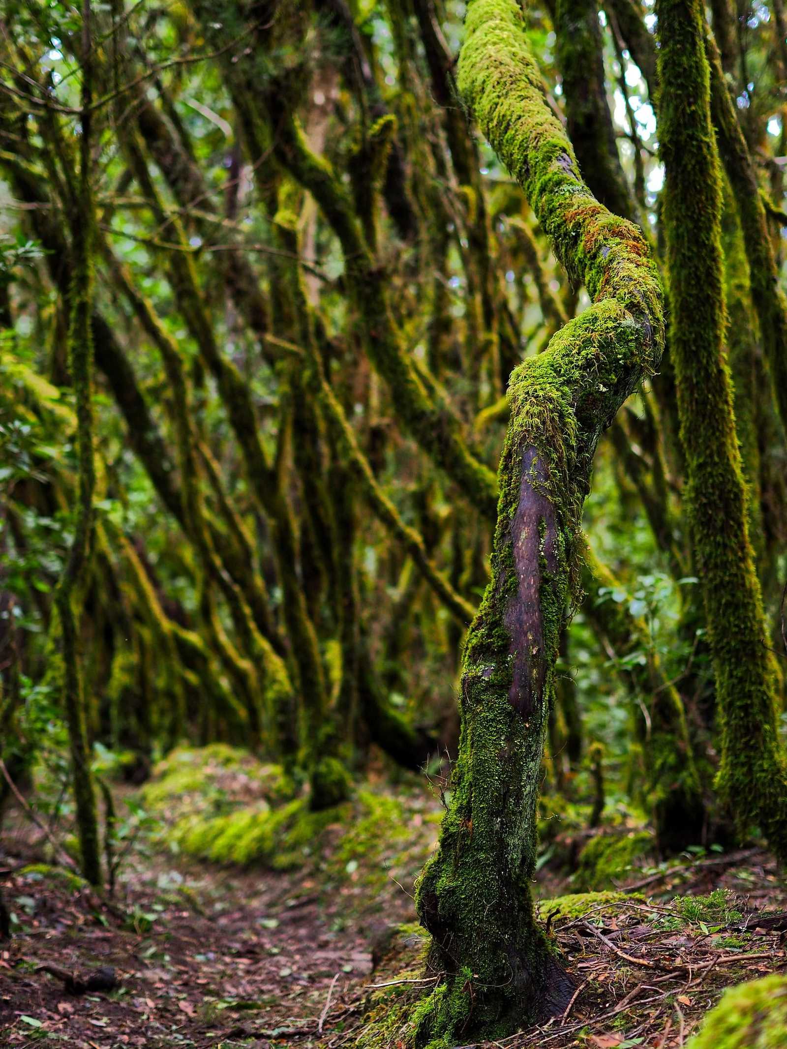 Forêt primaire de la Gomera © pixabay