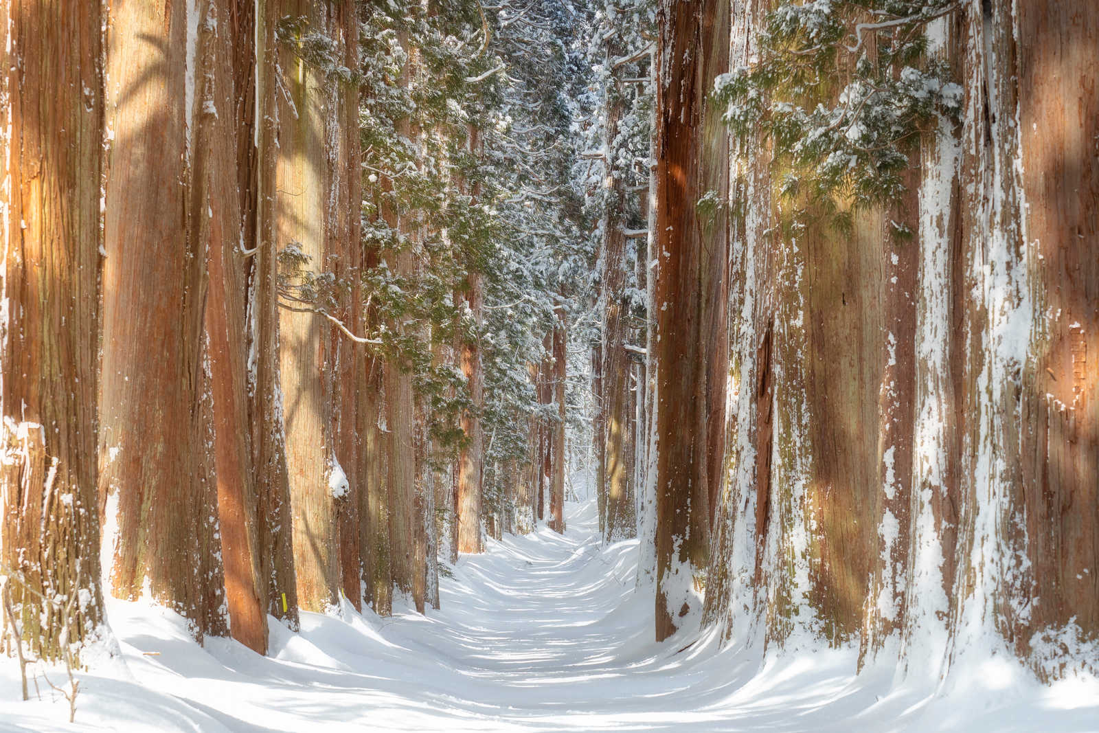 Forêts de cèdres dans les Alpes japonaises à Togakushi © Structuresxx