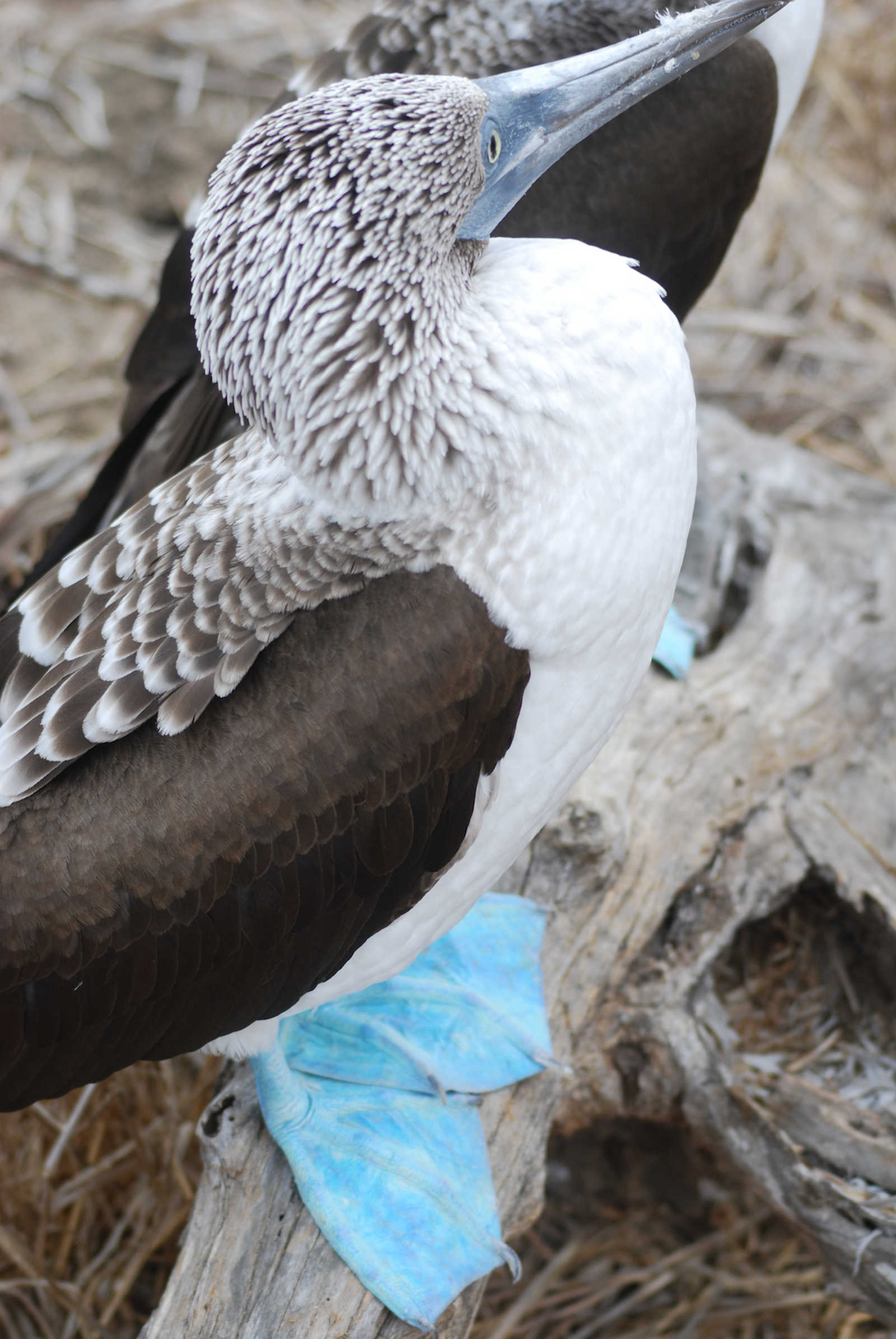 Fous à pattes bleues, îles Galápagos, Equateur © Giraud Raphael