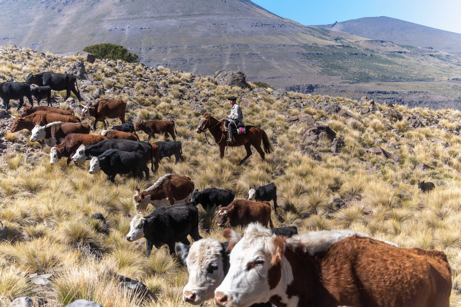 Gauchos et troupeau de vaches, Patagonie, Argentine © Sobrevolandpatagonia
